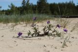 Viola maritima