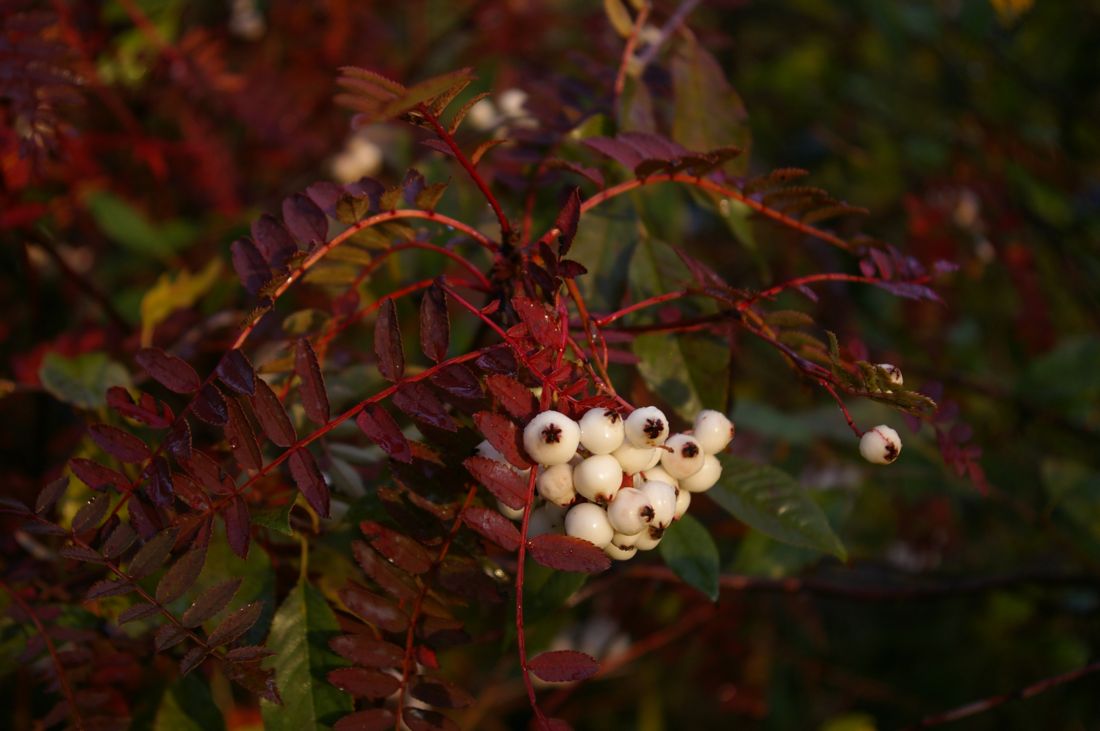 Image of Sorbus koehneana specimen.