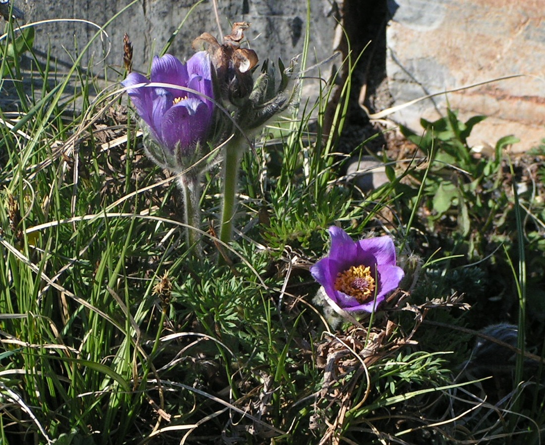 Image of Pulsatilla turczaninovii specimen.