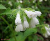 Symphytum tauricum. Соцветие. Крым, в горах между Приветным и Белогорском. 12 мая 2011 г.