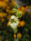 Antirrhinum majus. Соцветие с распускающимися цветками. Восточно-Казахстанская область, Глубоковский р-н, окр. с. Кожохово, в культуре. 21.06.2011.