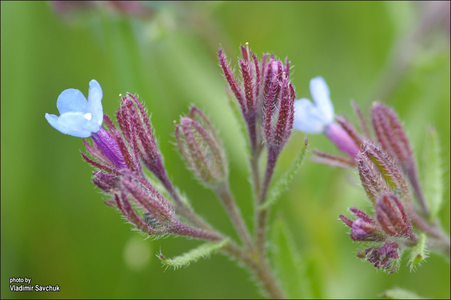 Image of Anchusa thessala specimen.