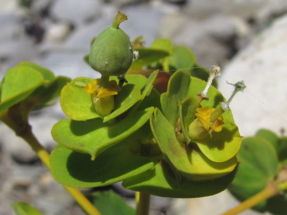 Изображение особи род Euphorbia.