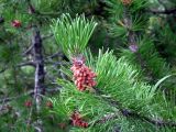 род Pinus