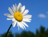 Leucanthemum vulgare