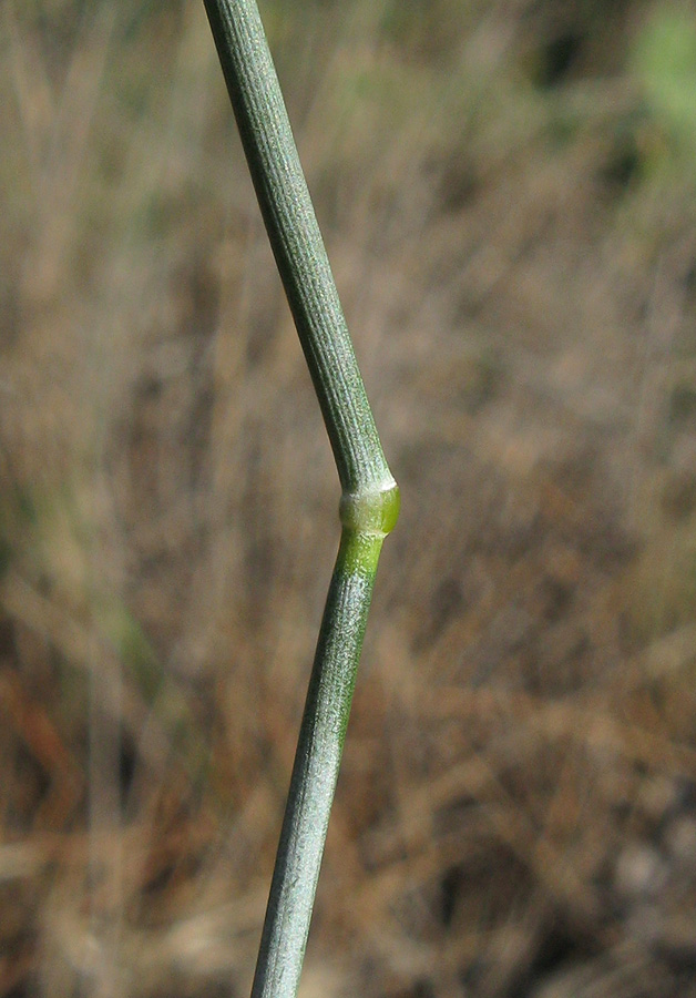 Image of Elytrigia nodosa specimen.