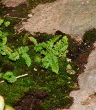 Woodsia alpina