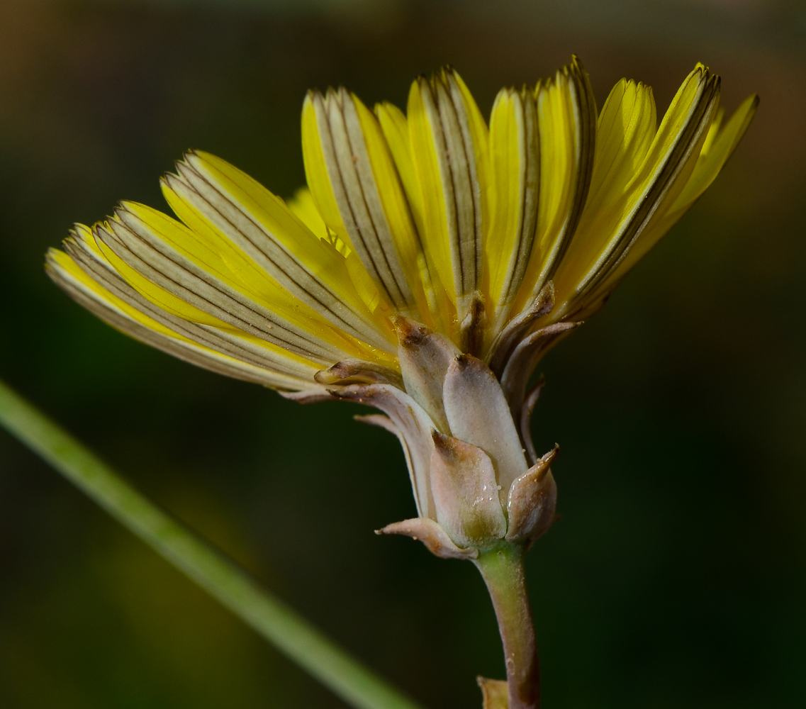 Изображение особи Launaea mucronata.