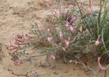 Astragalus erioceras. Цветущее растение. Казахстан, Мангистауская обл., западный чинк плато Устюрт 16,5 км NO пос. Бейнеу. 04.05.2014.