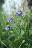 Clematis integrifolia