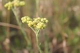 Helichrysum arenarium. Соцветия. Украина, Днепропетровская обл., Криворожский р-н, с. Широкое, склон балки. 26.06.2014.