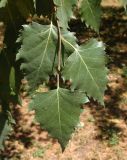 Betula pendula