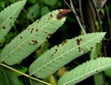 Sorbus aucuparia