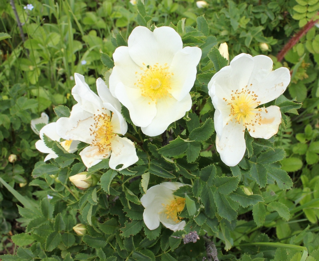 Изображение особи Rosa spinosissima.