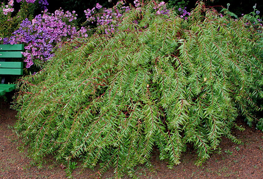 Изображение особи Euphorbia palustris.