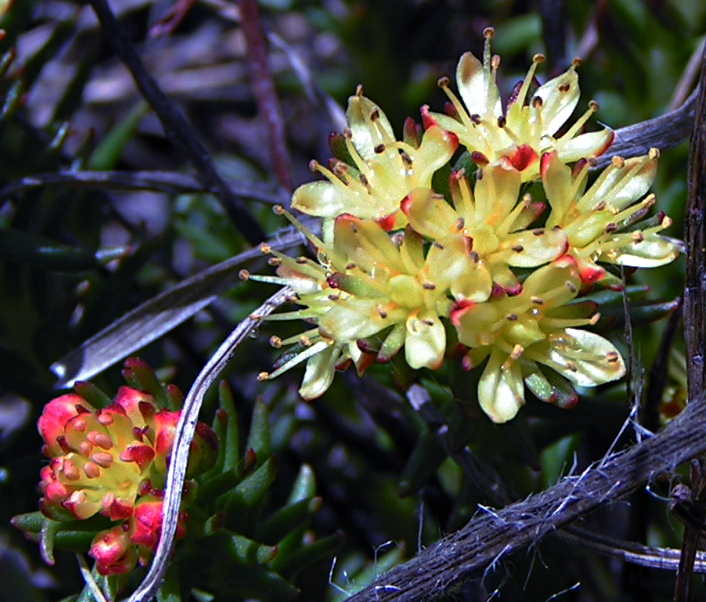 Изображение особи Rhodiola coccinea.