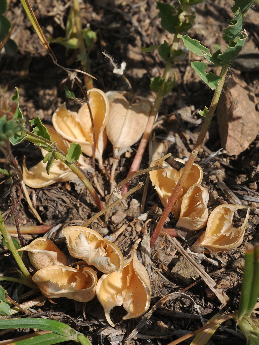Изображение особи Astragalus sewertzowii.