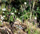 Silene italica