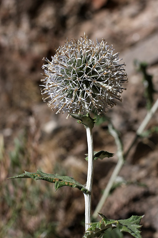 Изображение особи Echinops talassicus.