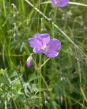 Geranium collinum. Верхушка побега с цветком и бутоном. Кабардино-Балкария, Зольский р-н, долина Джилы-Су, альпийский луг. 27.07.2012.