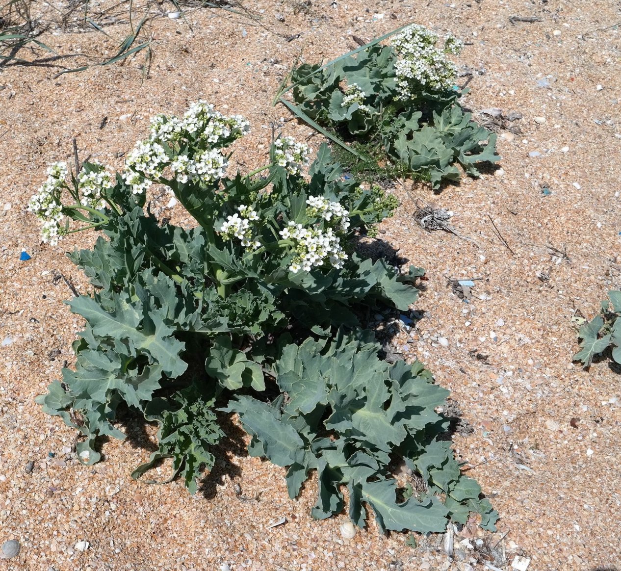 Изображение особи Crambe maritima.