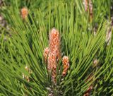 Pinus leucodermis. Верхушка побега. Ростовская обл., г. Таганрог, в сквере. 03.05.2016.