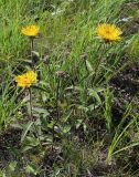 Inula hirta