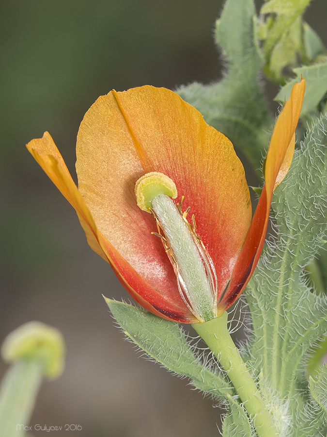 Изображение особи Glaucium corniculatum.