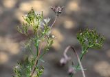 Centranthus ruber. Верхушка плодоносящего растения. Крым, Никитский ботсад, на газоне (самосев). 05.10.2016.