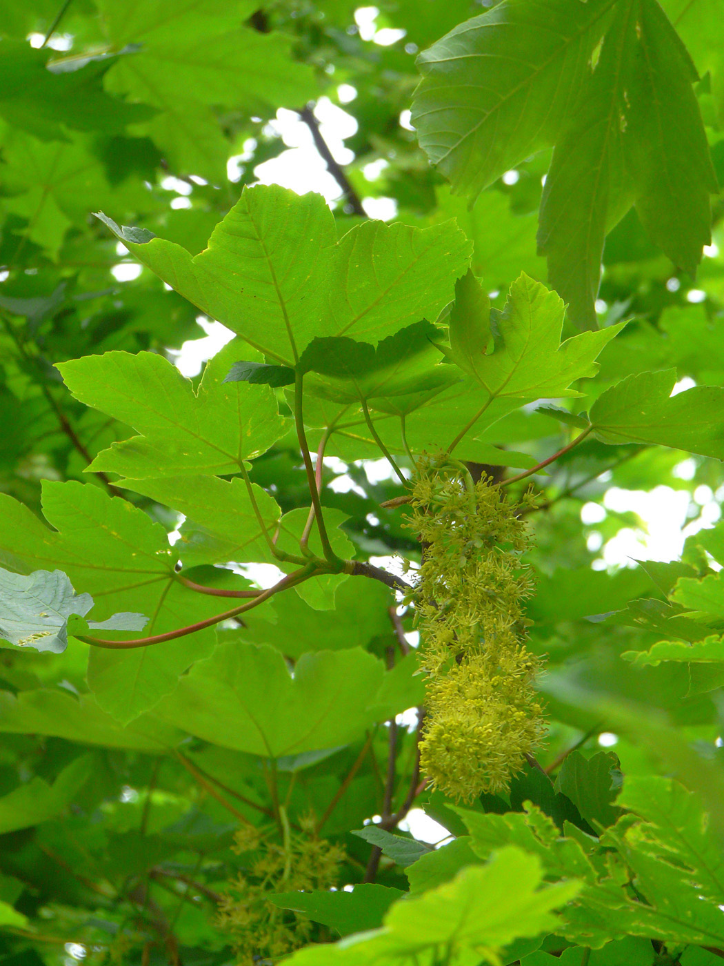 Изображение особи Acer pseudoplatanus.