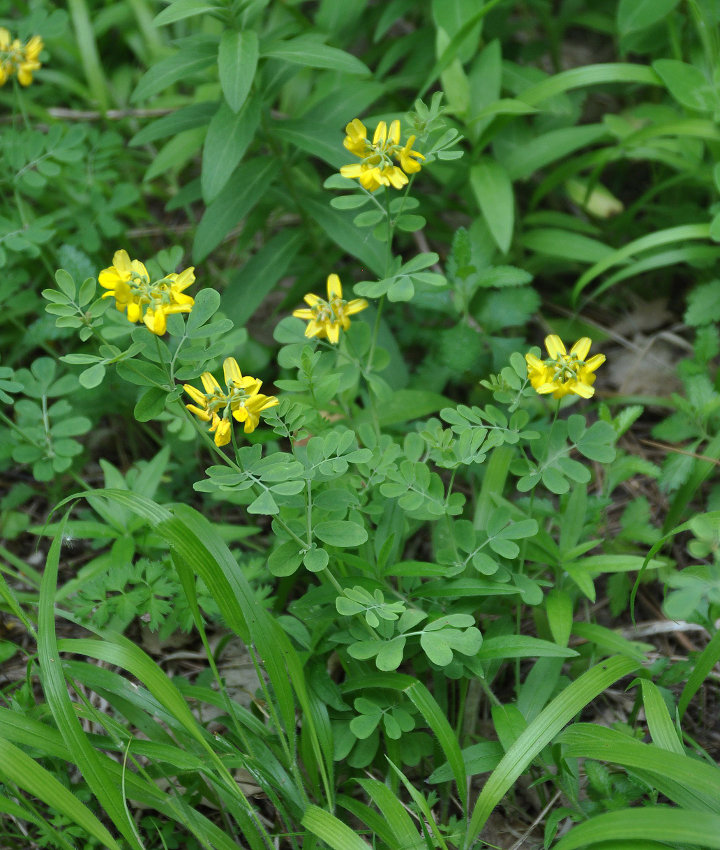 Изображение особи Coronilla coronata.