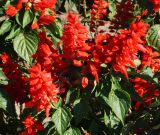 Salvia splendens. Верхушки цветущих побегов. Восточный Казахстан, г. Усть-Каменогорск, Архитектурно-ландшафтный музей-заповедник, в культуре. 04.09.2016.