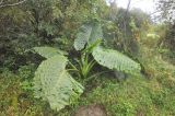 Alocasia macrorrhizos