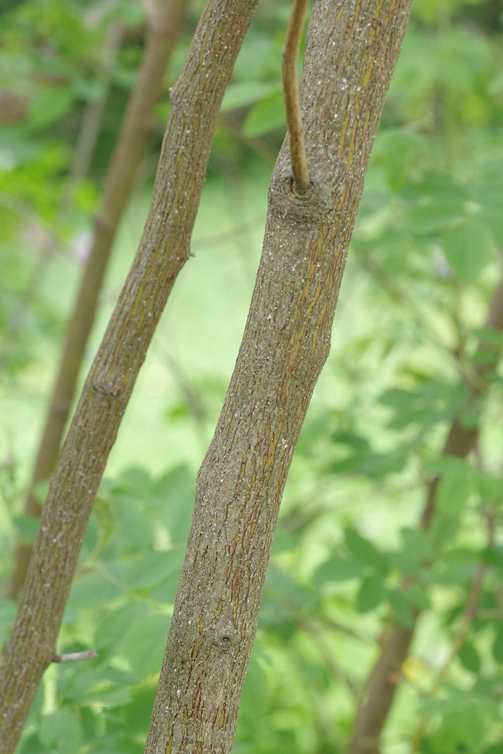 Image of Rosa pendulina specimen.