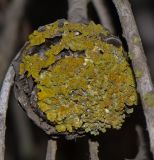 Xanthoria polycarpa