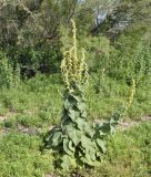 род Verbascum