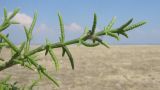 Salicornia perennans