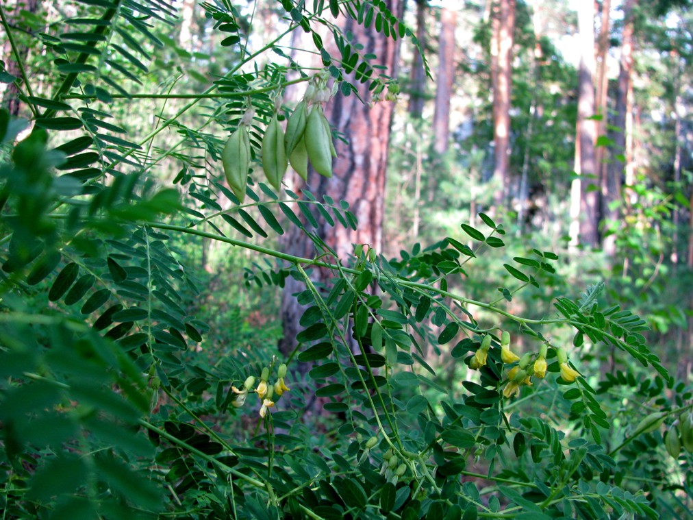 Image of Astragalus propinquus specimen.