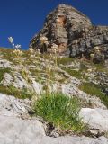 Gypsophila tenuifolia. Отцветающее растение. Кавказский биосферный заповедник, гора Фишт, у Красных Скал, ≈ 2450 м н.у.м. 29.08.2015.