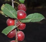 Prunus cerasifera