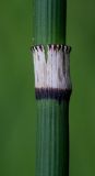 Equisetum hyemale