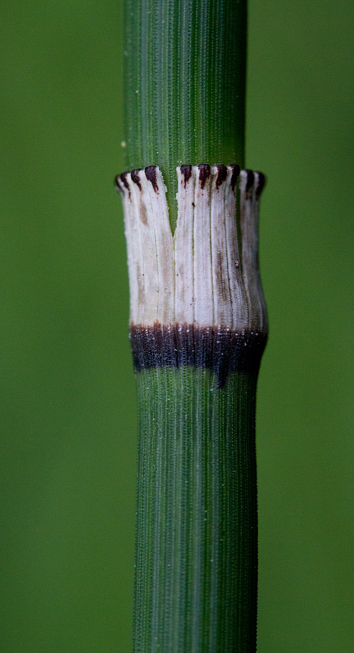 Изображение особи Equisetum hyemale.