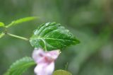 род Impatiens. Лист. Южный Китай, провинция Хунань, парк Zhangjiajie National Forest Park, берег ручья Золотой Кнут, лес. 5 октября 2017 г.