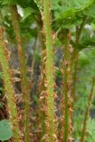 Dryopteris assimilis. Части рахисов ваий. Мурманская обл., Кольский р-н, окр. пос. Дальние Зеленцы, окр. Столбового озера, основание скалистого склона северной экспозиции небольшой сопки, сыроватая каменистая луговина. 30.07.2017.