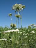 Daucus carota. Верхушка цветущего растения. Казахстан, г. Тараз, долина р. Карасу, край тростниковых зарослей. 4 июля 2017 г.