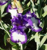 Iris × hybrida. Цветок. Восточный Казахстан, г. Усть-Каменогорск, Архитектурно-ландшафтный музей-заповедник, в культуре. 28.05.2017.