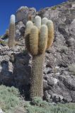 Trichocereus atacamensis. Взрослое растение. Боливия, солар Уюни, остров Пескадо, на берегу. 17 марта 2014 г.