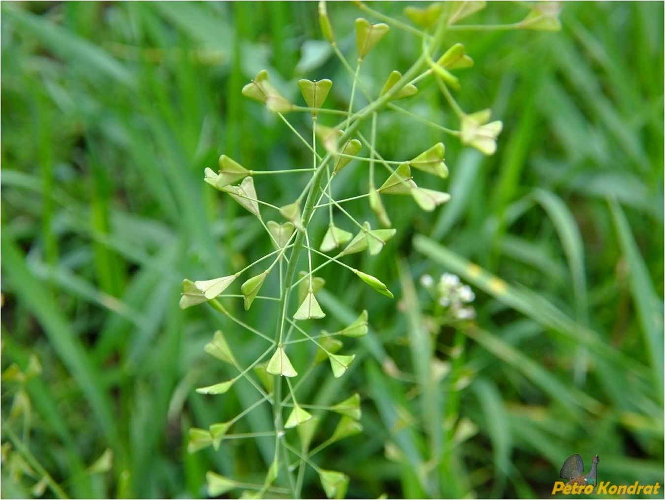 Image of Capsella bursa-pastoris specimen.