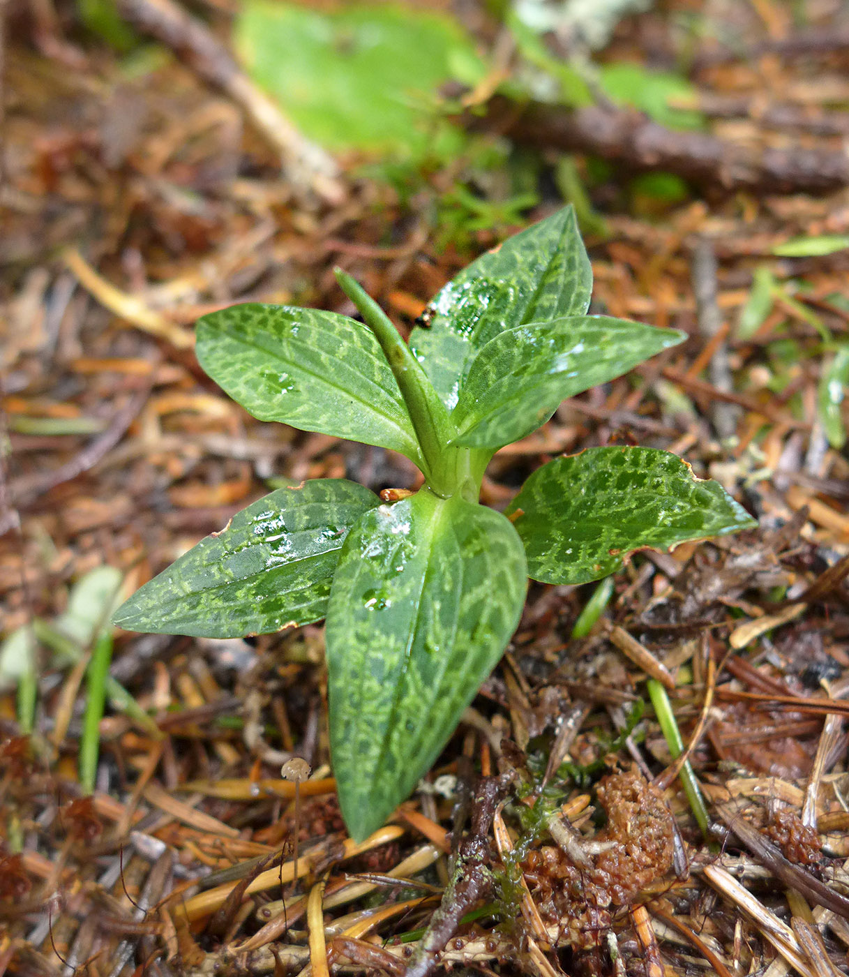 Изображение особи Goodyera repens.