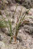 Carex arenaria